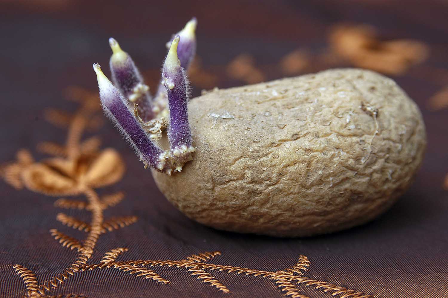 Aardappel-9