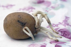 Aardappel-13