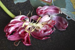 Tulp in bronzen schaal