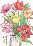 ingekleurde-bos-tulpen
