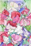 ingekleurde-lathyrus-bloemen