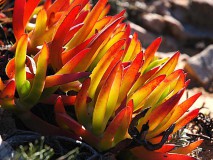 peofdec25tegenlichthenk24