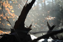 peofdec25tegenlichtsuzan35