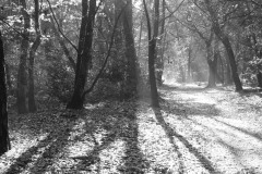 peofdec25tegenlichtsuzan36