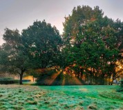 peofdec25tegenlichtsylvia15