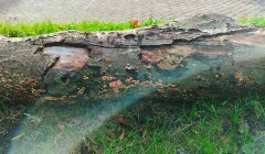 peofdec25tegenlichtsylvia17