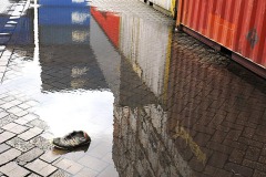 poefaug2025henk10