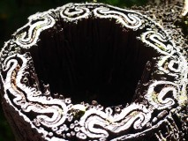 poefholjet04