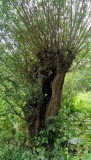 poefholmaaike07