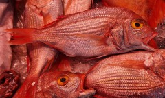 poefjan26etenMaaike13