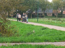 poefnov25zondagjet22